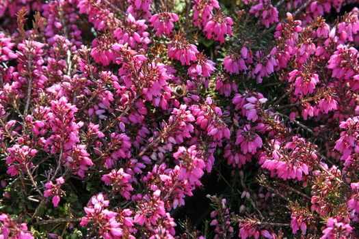 Schneeheide Rosalie