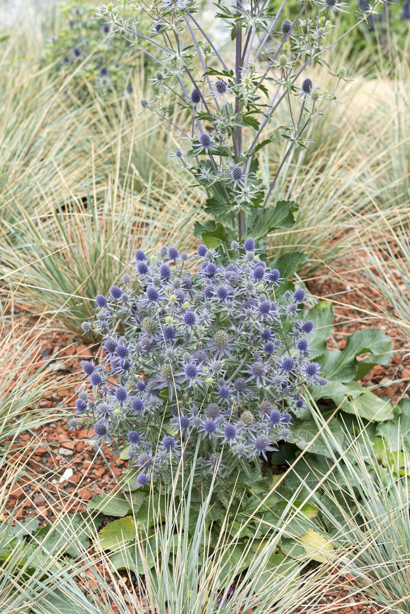 Flachblättriger Mannstreu Blauer Zwerg