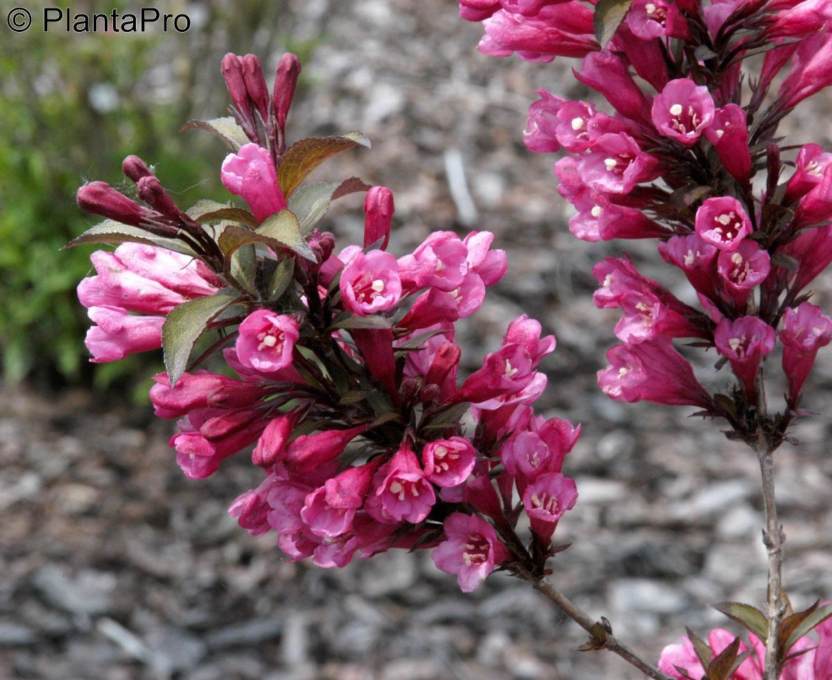 Zwergweigelie Alexandra Zwergweigelie Alexandra