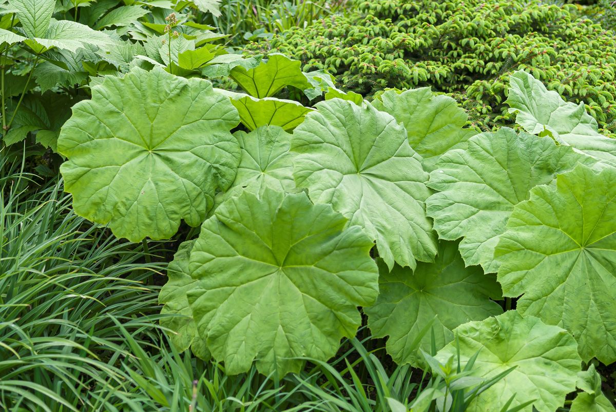 Tafelblatt Tafelblatt