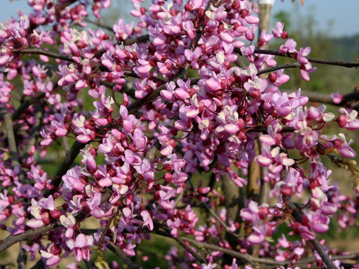 Kaskadenjudasbaum Lavender Twist