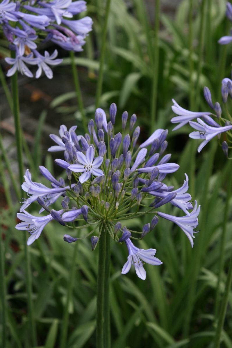 Schmucklilie, Liebesblume Peter Pan