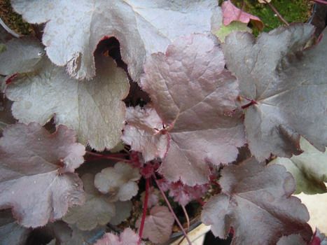 Purpurglöckchen Black Beauty® Purpurglöckchen Black Beauty®