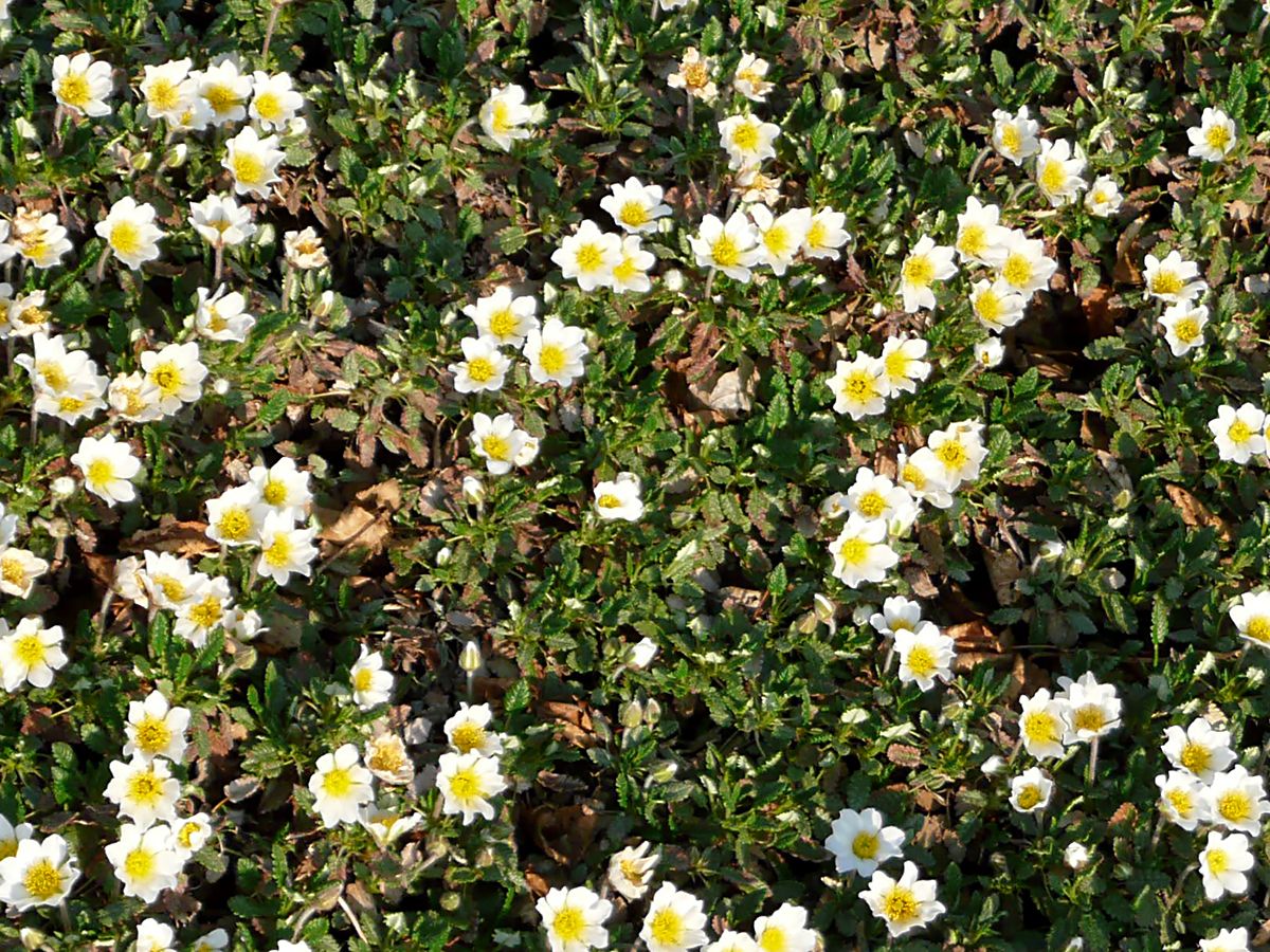 Silberwurz