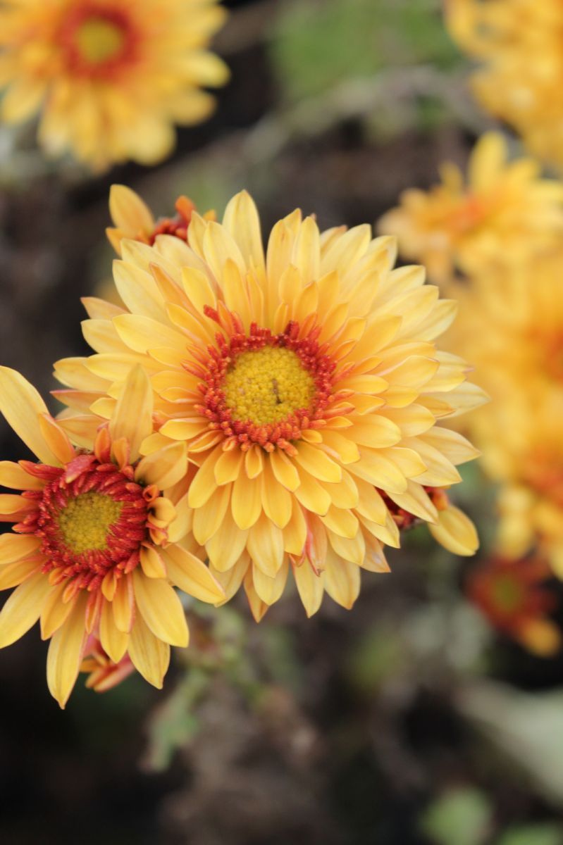 Winteraster Beppie Orange