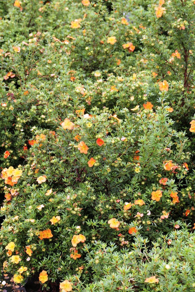 Fingerstrauch Hopley's Orange