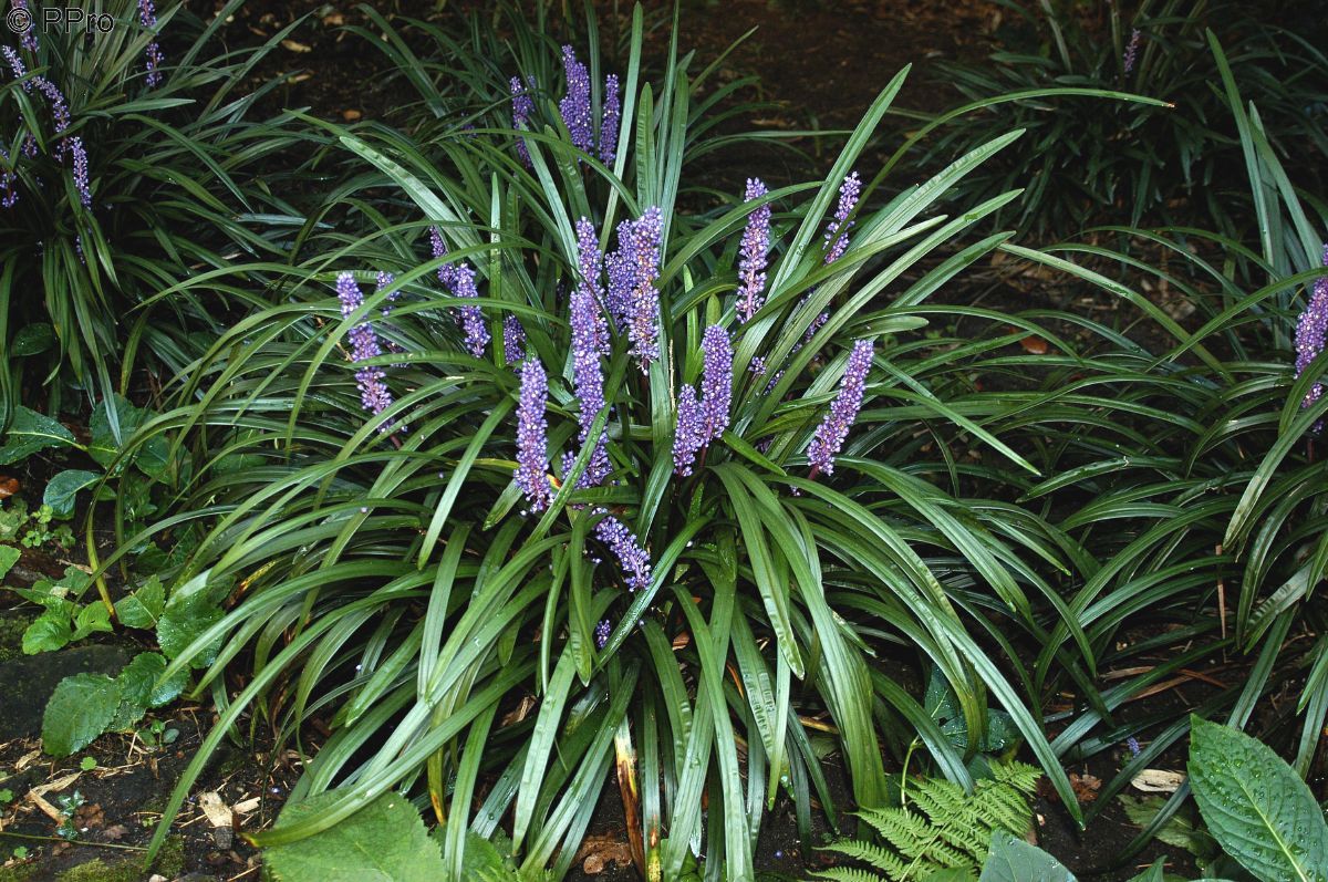 Lilientraube Lilientraube