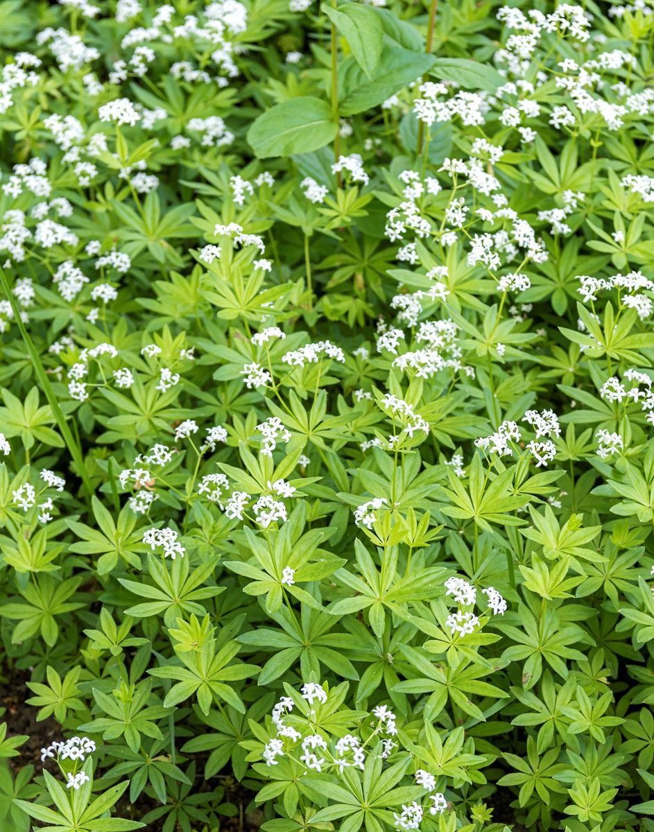 Waldmeister