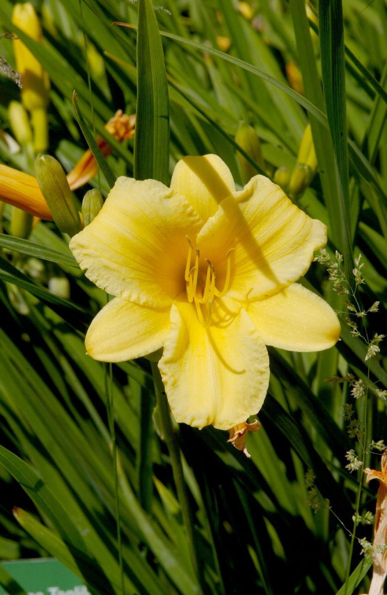 Taglilie Stella de Oro