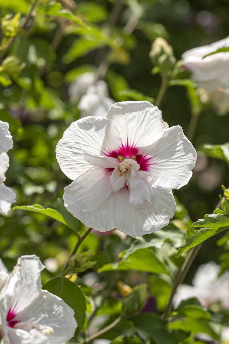 Hibiskus China Chiffon Hibiskus China Chiffon