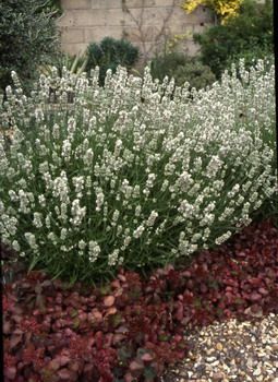 Lavendel Nana Alba