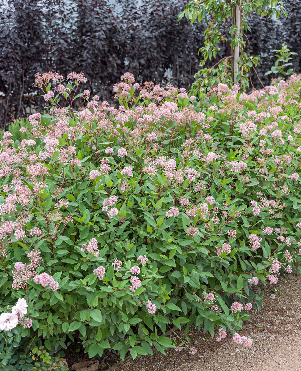 Säckelblume Marie Simon Säckelblume Marie Simon