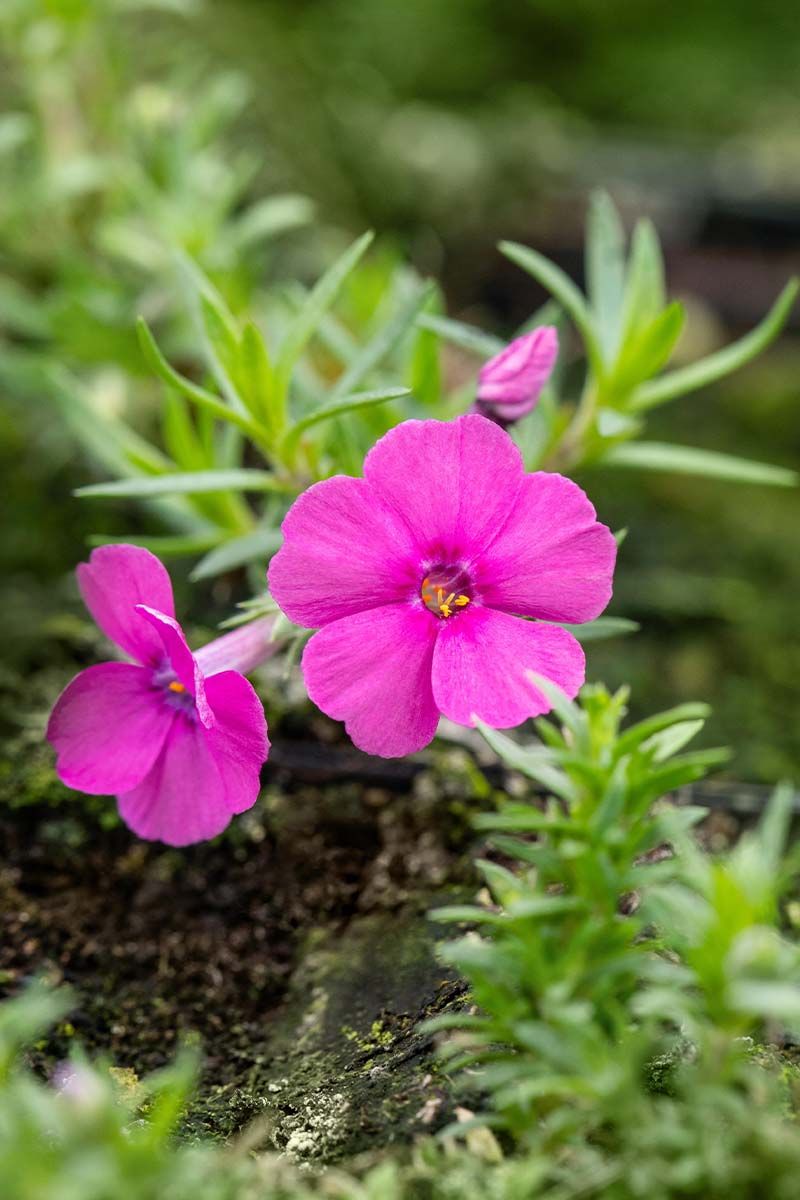 Teppichphlox,Teppichflammenblume Red Admiral Teppichphlox,Teppichflammenblume Red Admiral