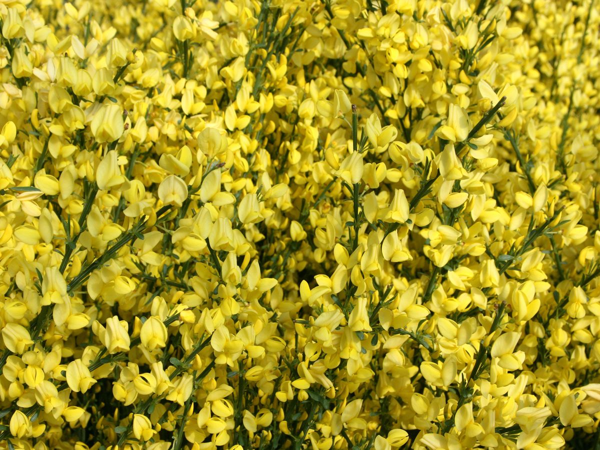 Elfenbeinginster Allgold Elfenbeinginster Allgold