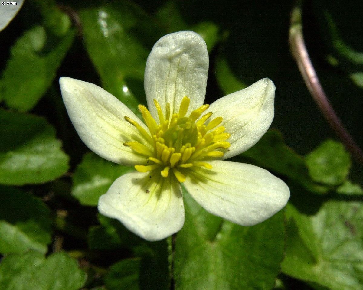 Weisse Sumpfdotterblume