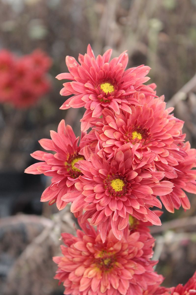 Winteraster Beppie Rot Winteraster Beppie Rot