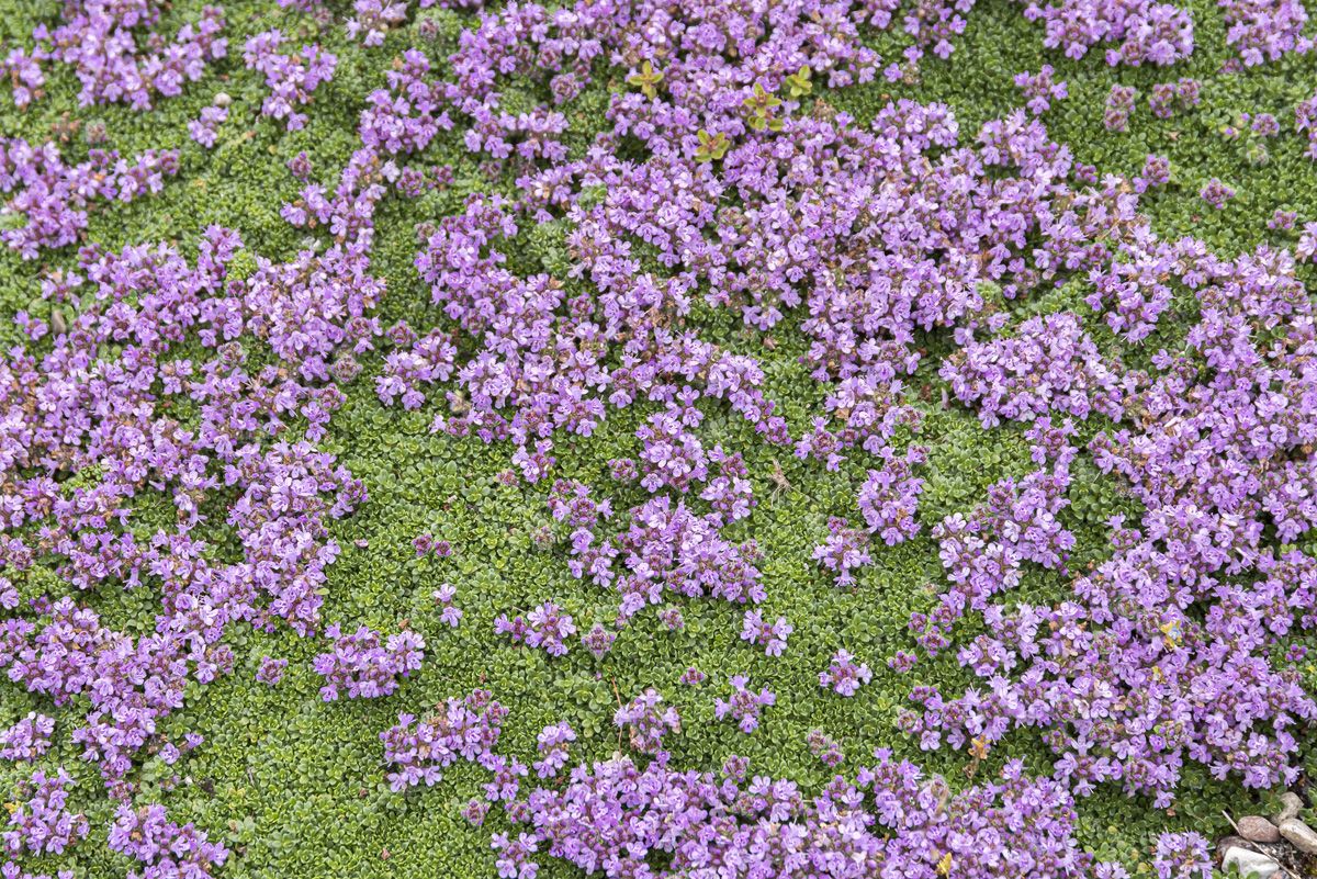 Polsterthymian Minor