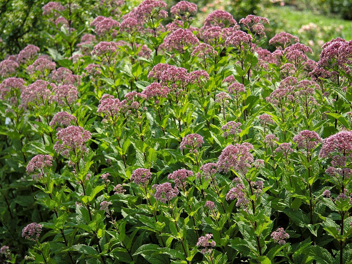 Wasserdost Baby Joe Wasserdost Baby Joe