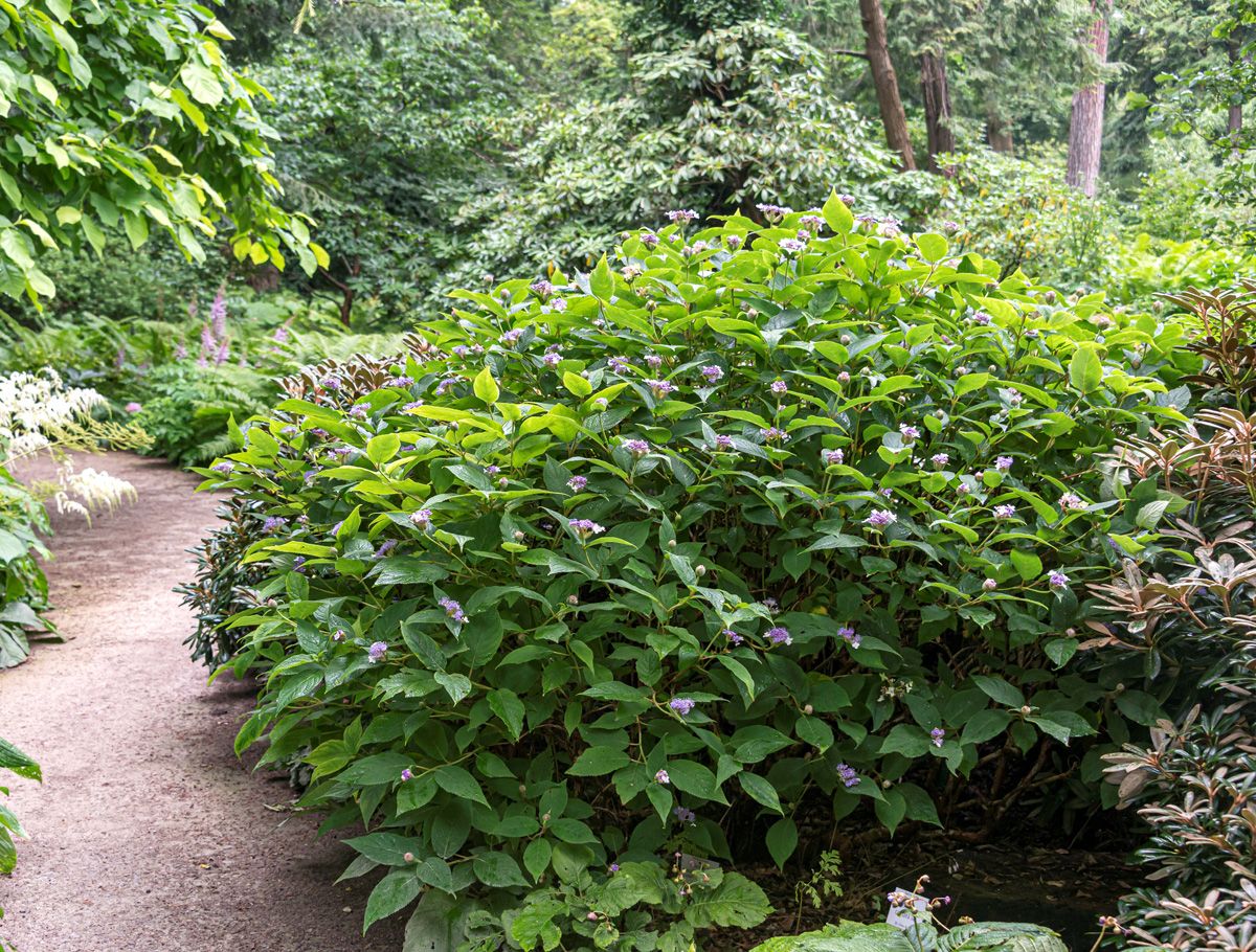 Zwergrauhblatthortensie