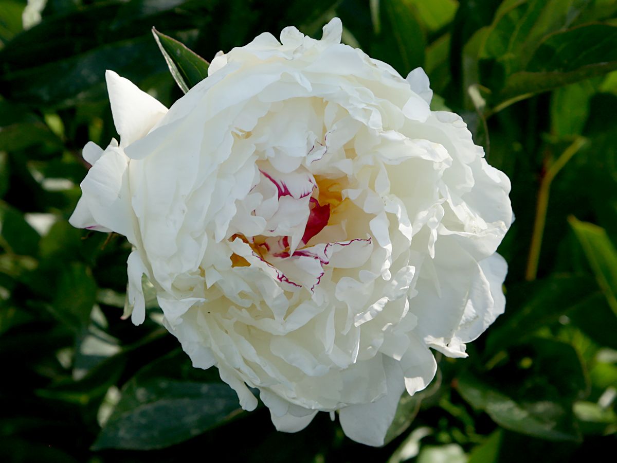 Pfingstrose Festiva Maxima