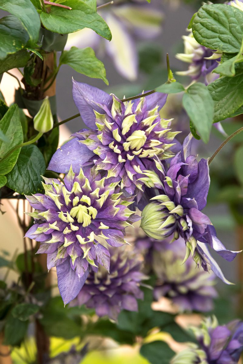 Waldrebe Taiga® Waldrebe Taiga®