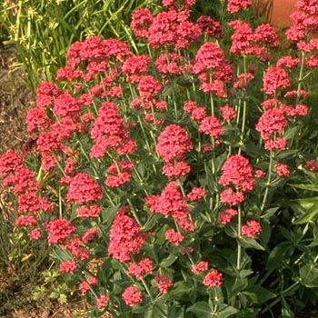 Spornblume Coccineus