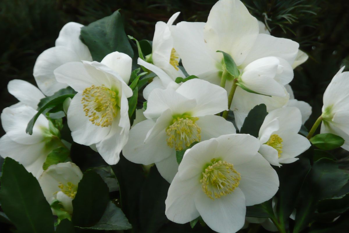 Christrose Christrose