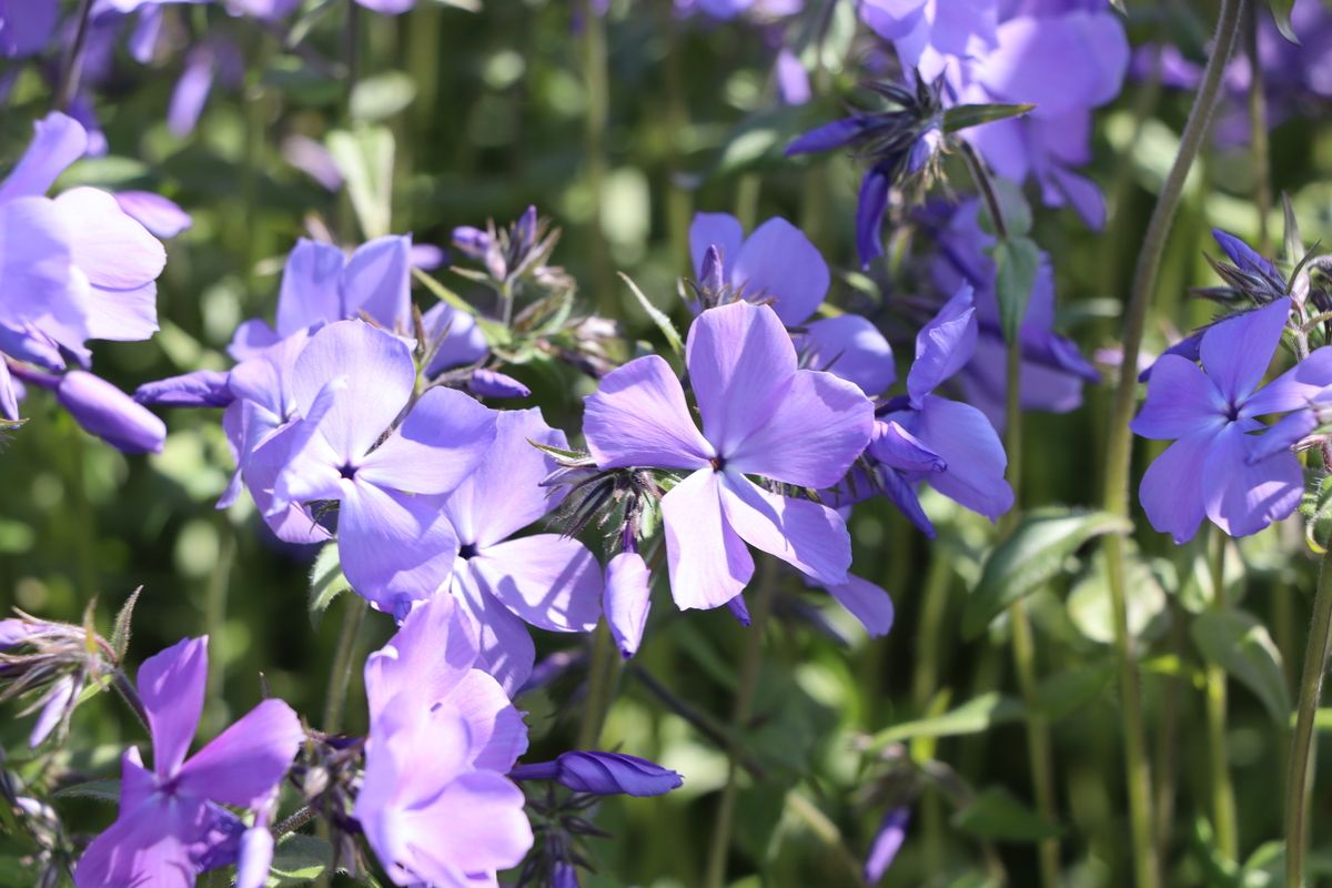 Wald-Phlox Blue Moon