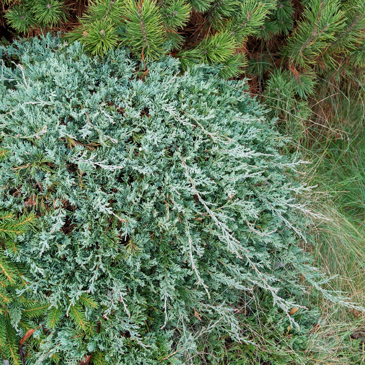 Kriechwacholder Wiltonii Kriechwacholder Wiltonii