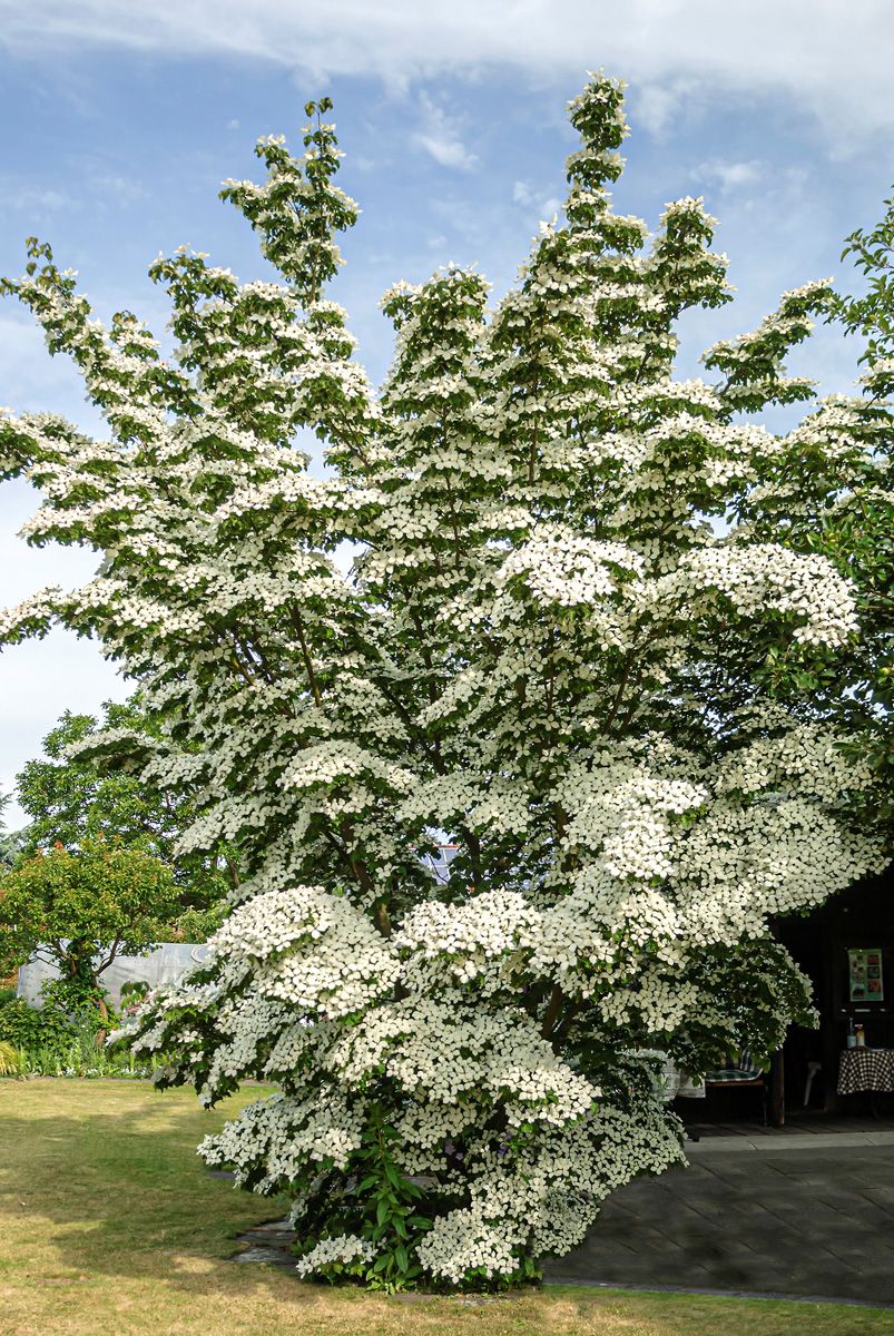Japanischer Blumenhartriegel China Girl Japanischer Blumenhartriegel China Girl