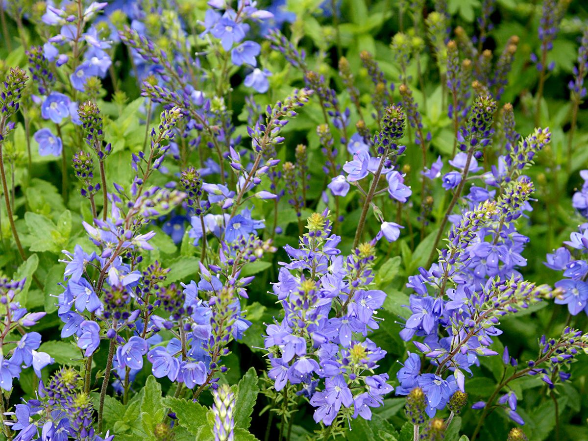 Grosser Ehrenpreis Grosser Ehrenpreis