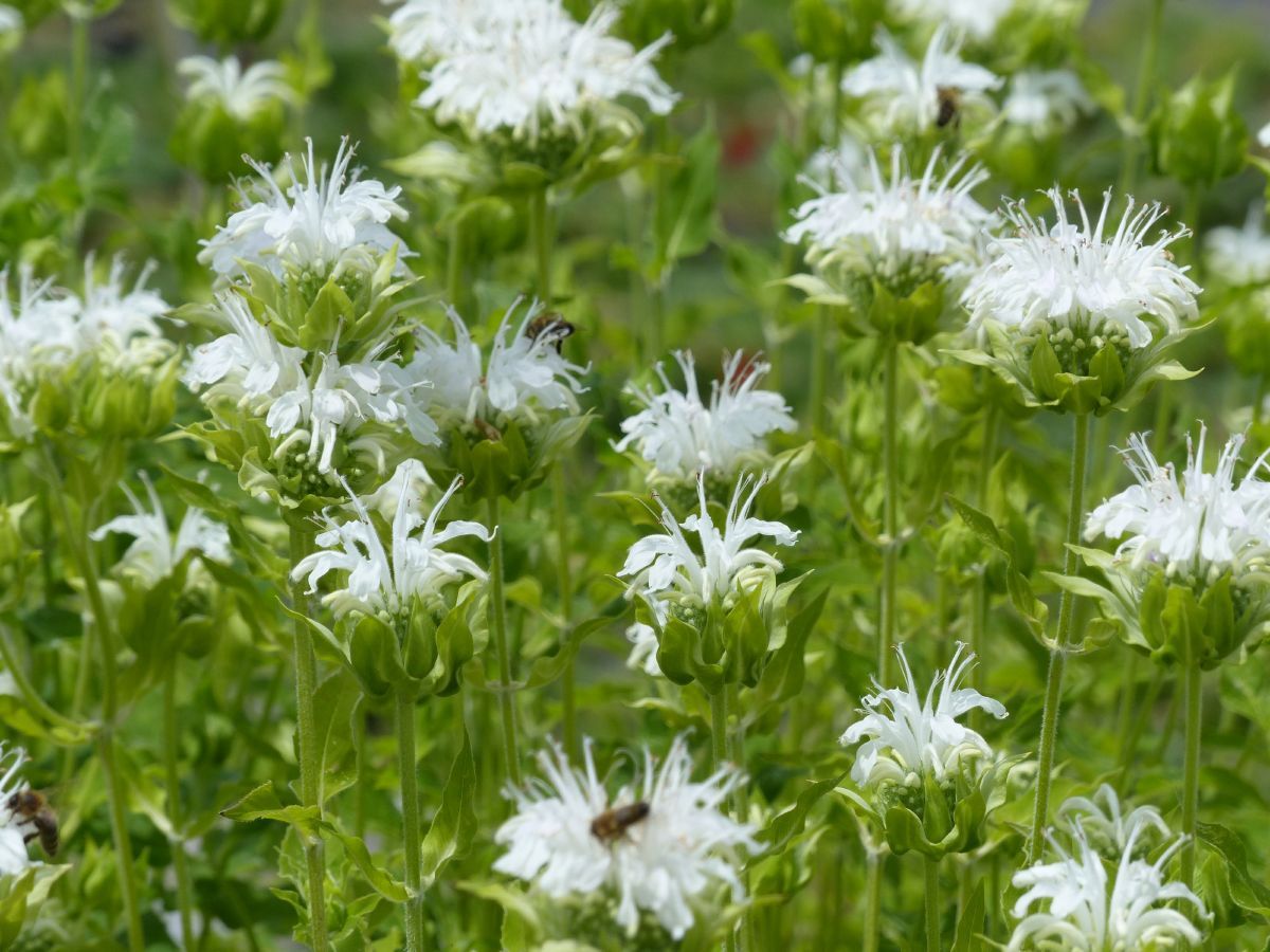 Indianernessel, Goldmelisse Schneewittchen Indianernessel, Goldmelisse Schneewittchen
