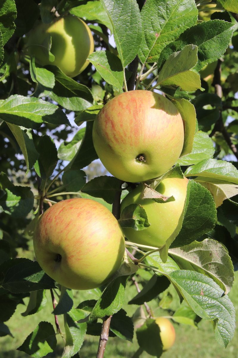 Apfel-Mostobstsorte Heimenhofer