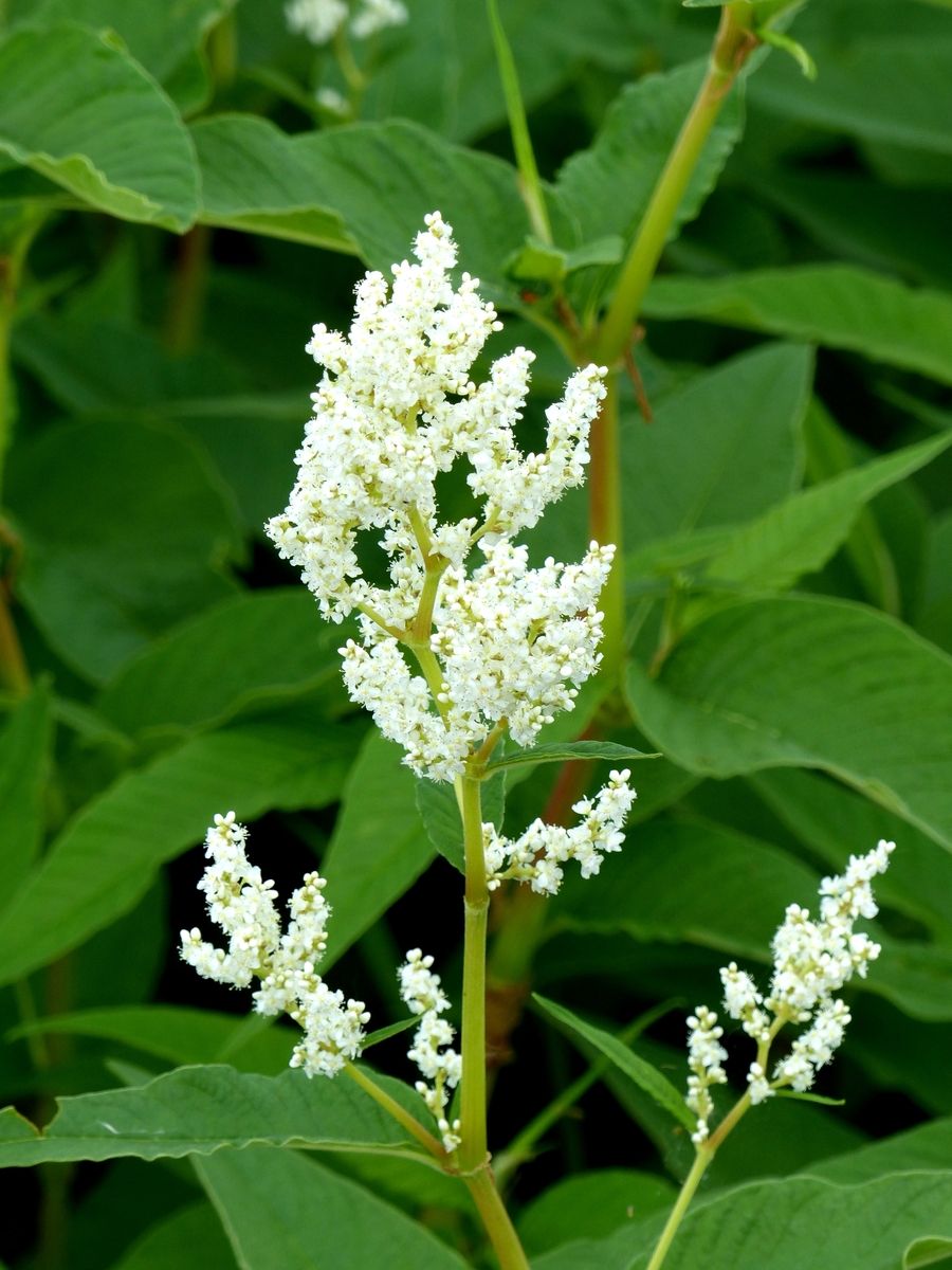 Busch-Knöterich Johanniswolke