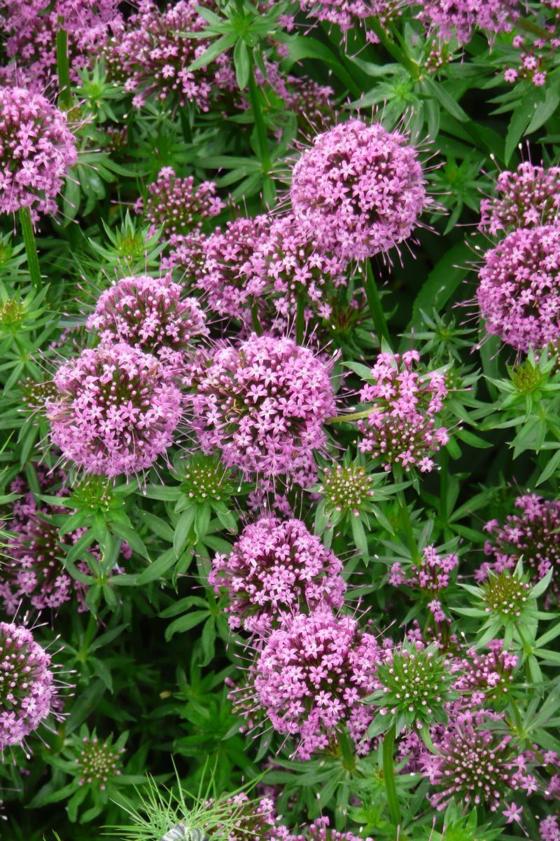 Rosenwaldmeister