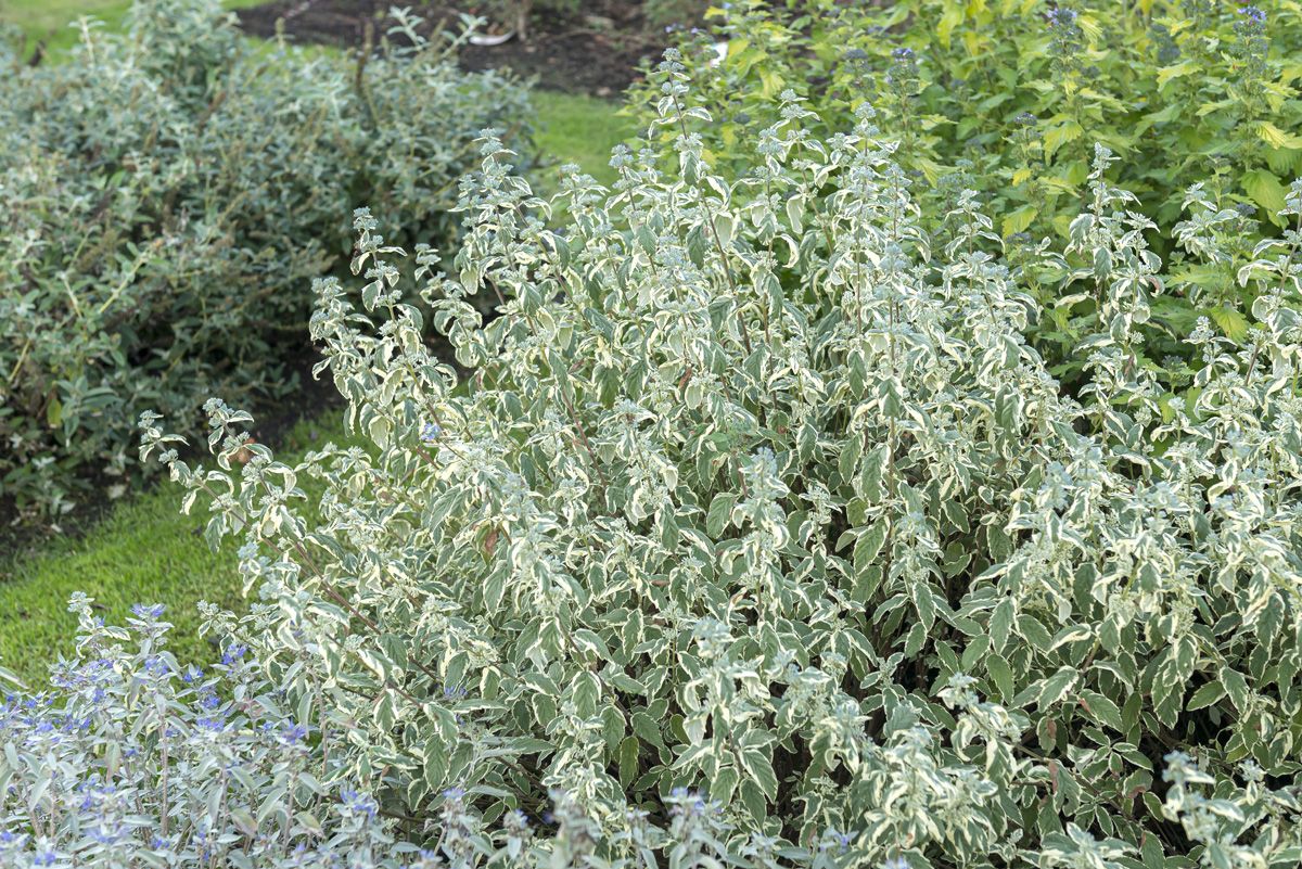 Buntblättrige Bartblume White Surprise Buntblättrige Bartblume White Surprise