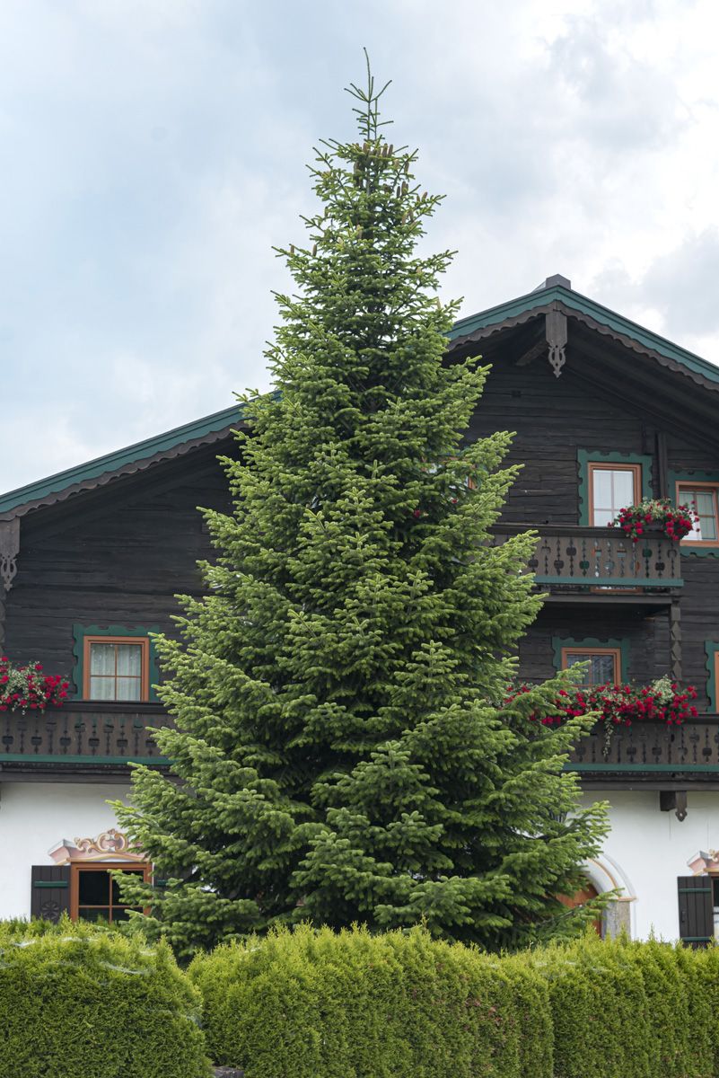 Nordmannstanne