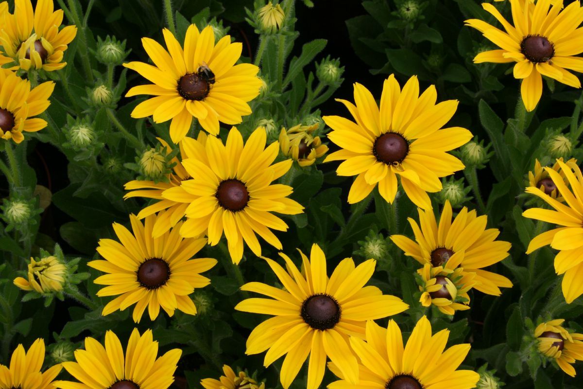 Rauher Sonnenhut Sunny Smiley Rauher Sonnenhut Sunny Smiley