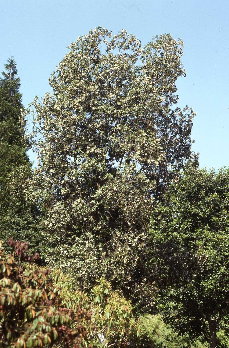 Eukalyptus