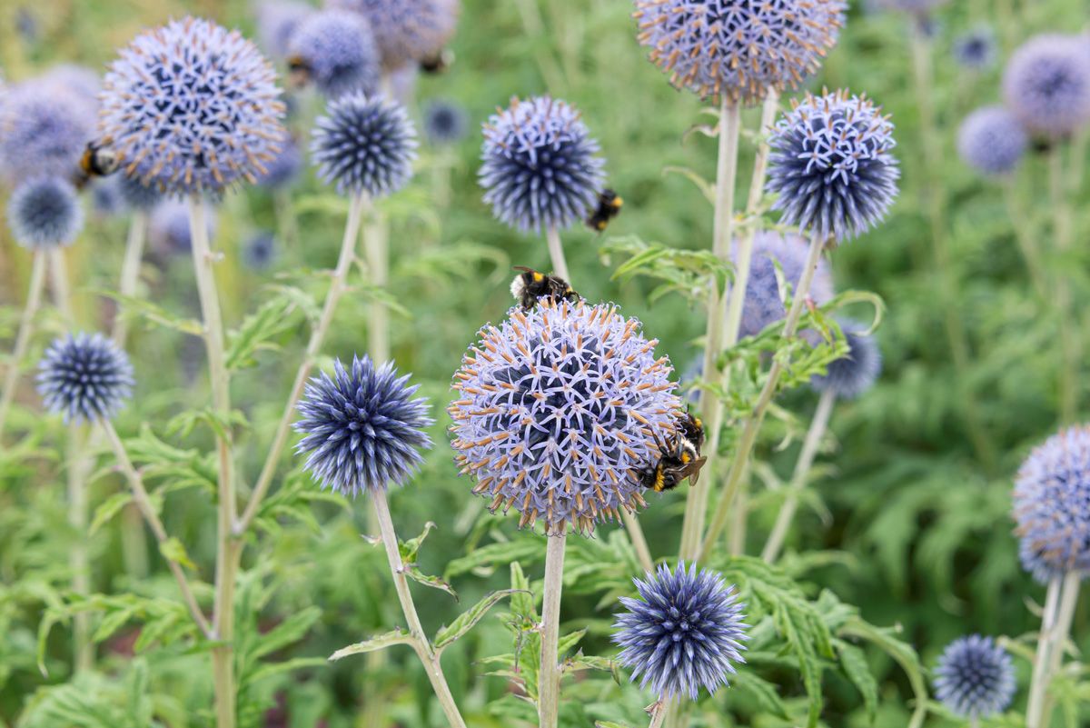 Kugeldistel Taplow Blue