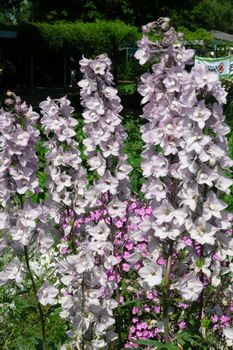 Rittersporn Astolat Rittersporn Astolat