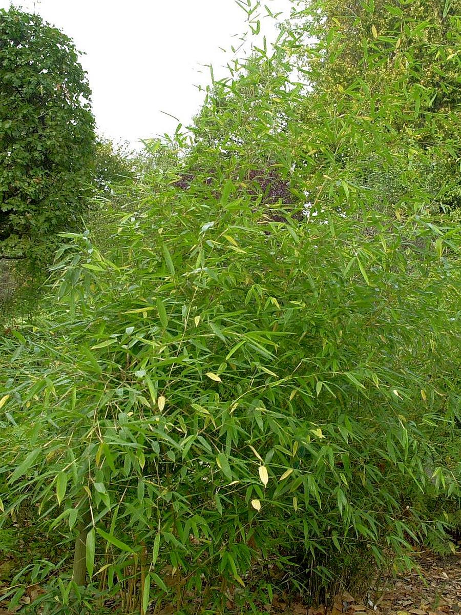 Bambus Spectabilis Bambus Spectabilis