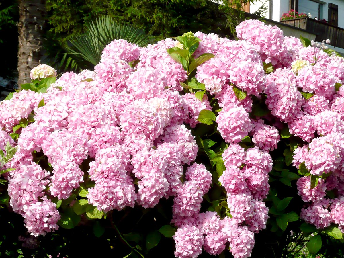 Gartenhortensie Bouquet Rose Gartenhortensie Bouquet Rose