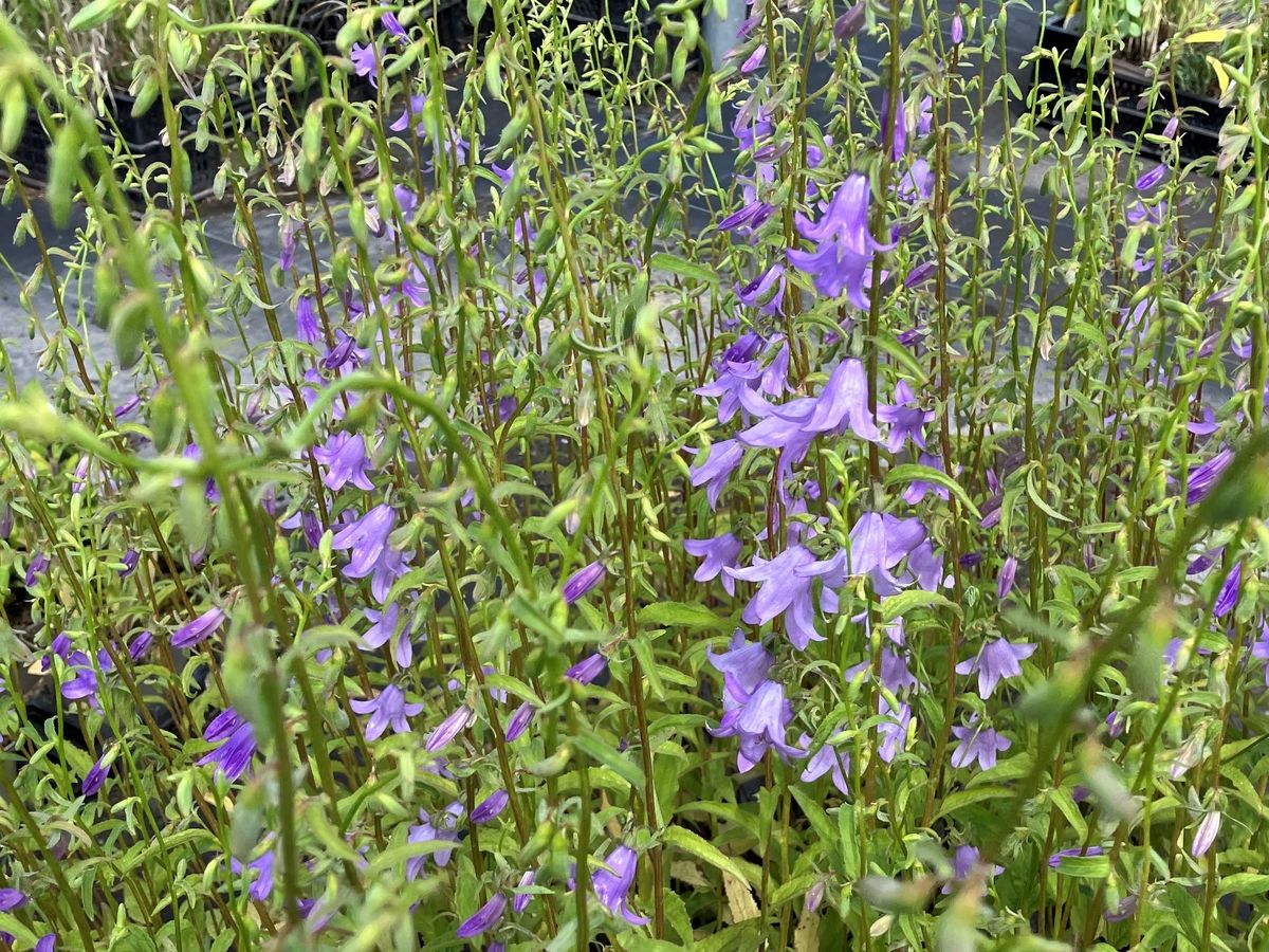Sarmatische Glockenblume