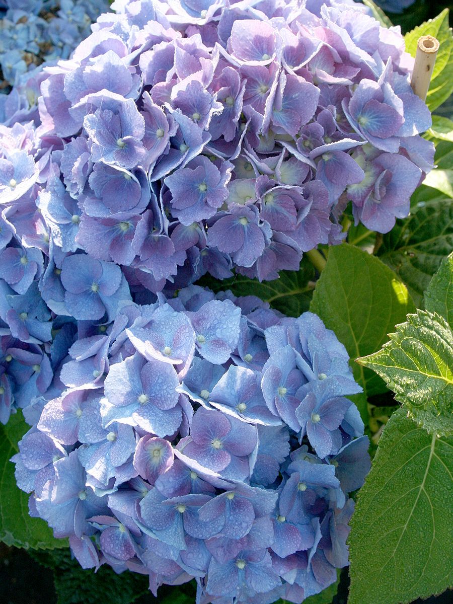 Gartenhortensie Everbloom Blue Heaven®