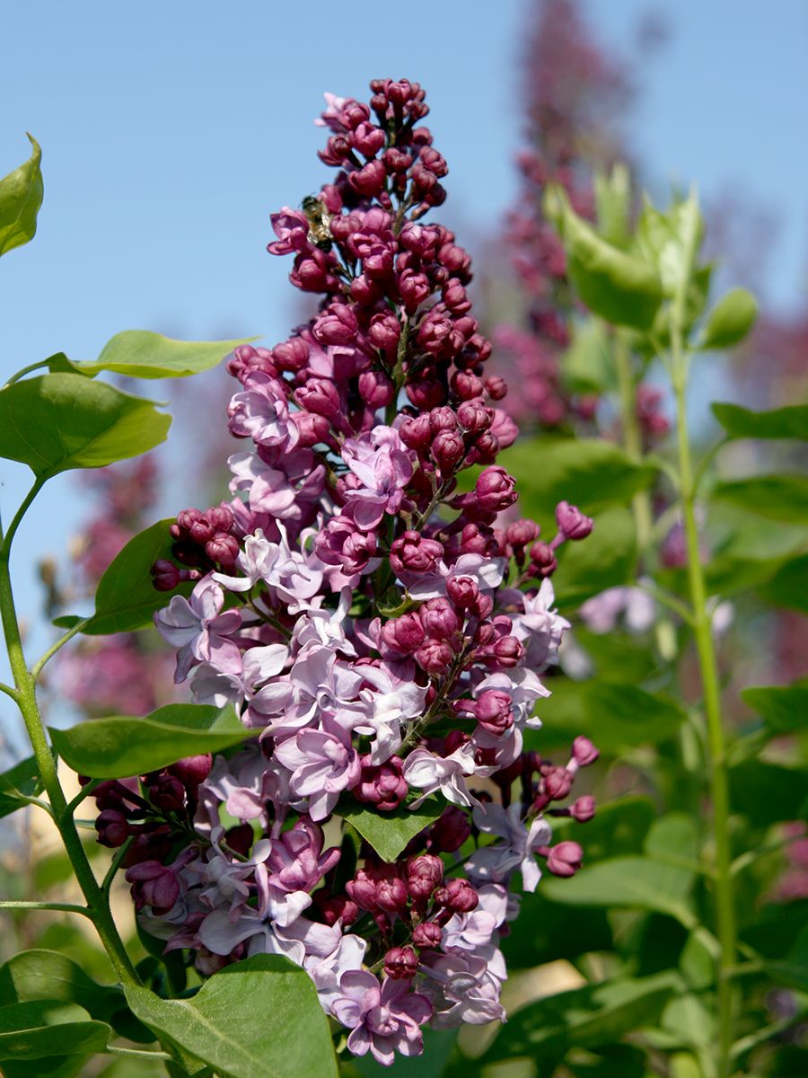 Bauernflieder Belle de Nancy Bauernflieder Belle de Nancy