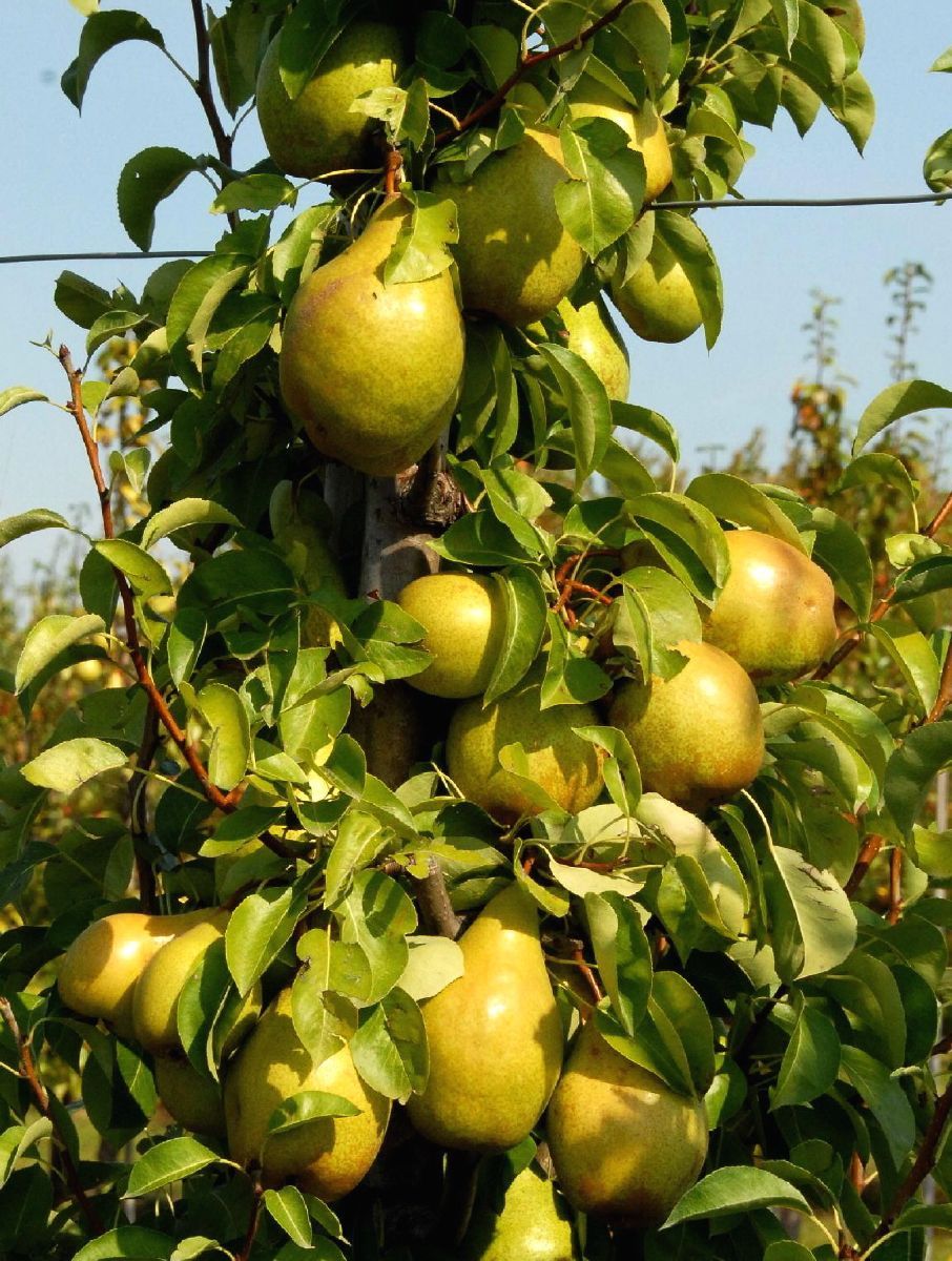 Williams Christbirne (anspruchslos) Williams Christbirne (anspruchslos)