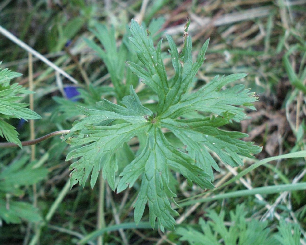Waldstorchschnabel Waldstorchschnabel