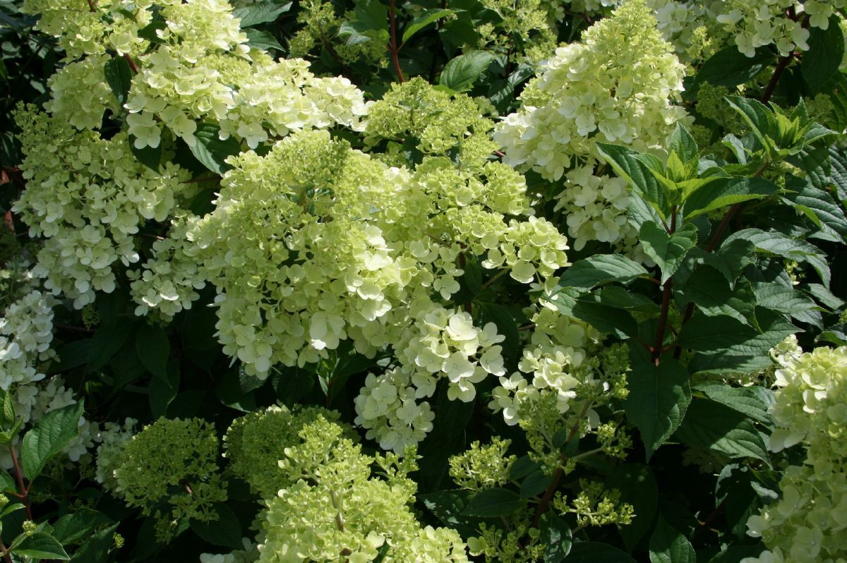 Rispenhortensie Vanille Fraise Rispenhortensie Vanille Fraise