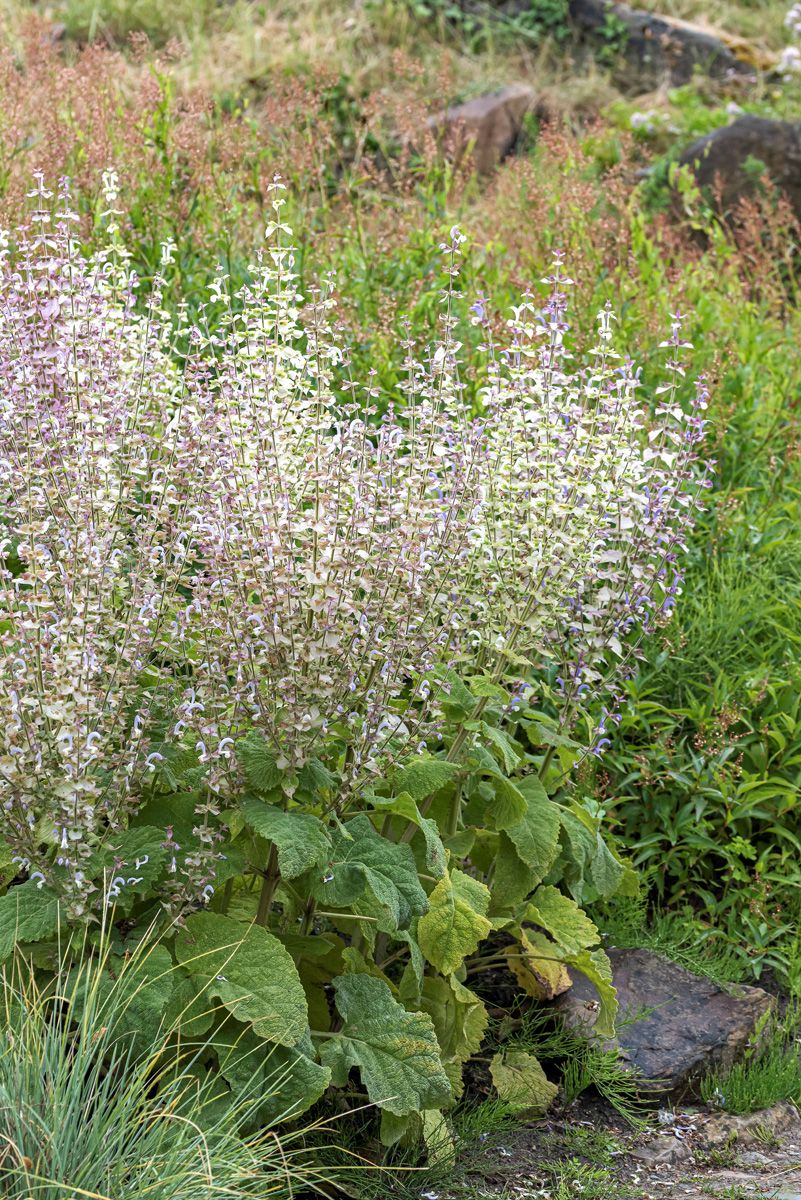 Muskatellersalbei